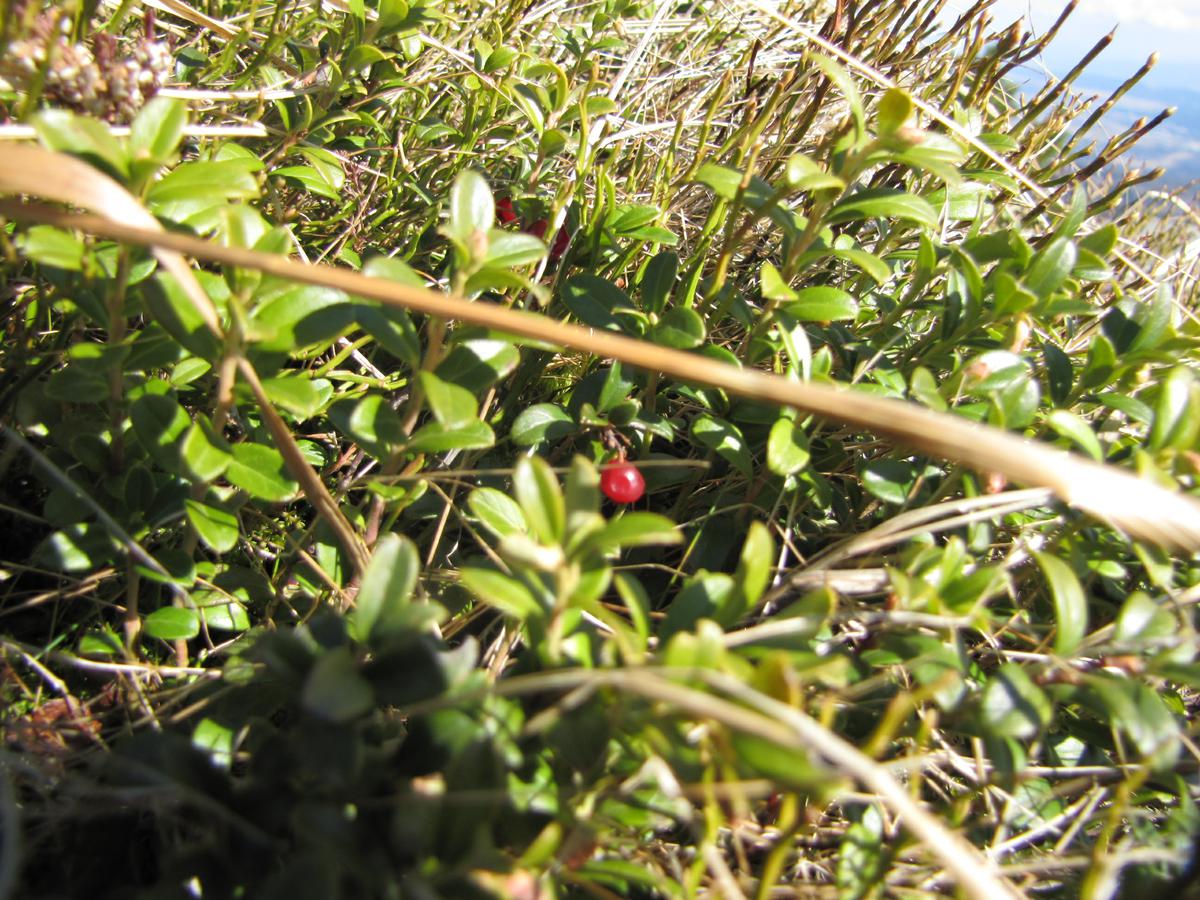 Tatry3_4_2010_063.jpg